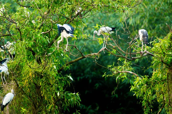 Fehér Gólyák Thung Nham Természetvédelmi Ninh Binh Vietnam — Stock Fotó