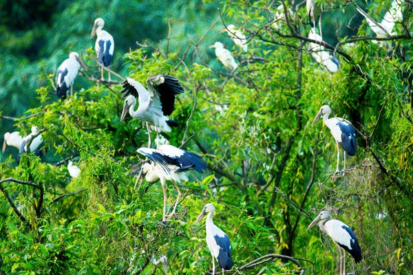 White Storks Thung Nham Natural Reserve Ninh Binh Vietnam — Stock Photo, Image