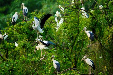 Beyaz Leylektler Içinde Thung Nham Doğal Rezerv, Ninh Binh, Vietnam