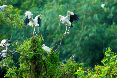 Beyaz Leylektler Içinde Thung Nham Doğal Rezerv, Ninh Binh, Vietnam