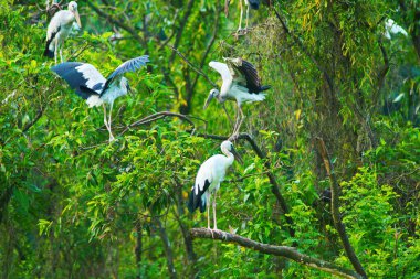 Beyaz Leylektler Içinde Thung Nham Doğal Rezerv, Ninh Binh, Vietnam