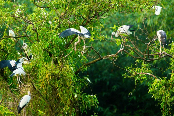 Fehér Gólyák Thung Nham Természetvédelmi Ninh Binh Vietnam — Stock Fotó