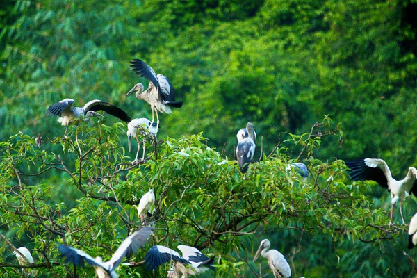 White Storks Στο Φυσικό Καταφύγιο Thung Nham Νιν Μπιν Βιετνάμ — Φωτογραφία Αρχείου