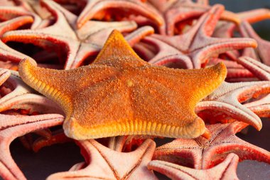 Açık bir pazarda satış kuru yıldız balık, Phu Quoc ada, Vietnam