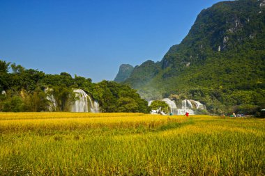  Ban Gioc Şelalesinin Güzeli Cao Bang, Vietnam 'da hasat zamanı.