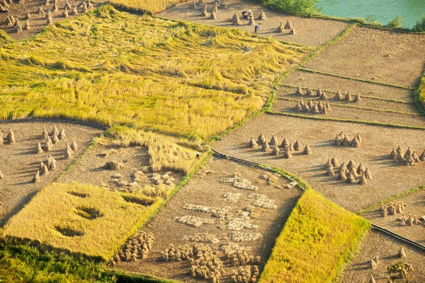 Temporada Cosecha Dorada Ngoc Con Cao Bang Vietnam — Foto de Stock