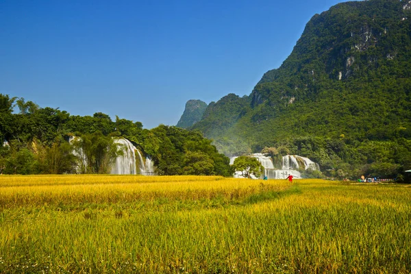 Krása Ban Giocova Vodopádu Cao Bang Vietnam Době Sklizně — Stock fotografie