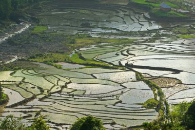 Dağlık bir bölgede, Kuzey Vietnam 'da su mevsiminde pirinç teraslarının güzelliği
