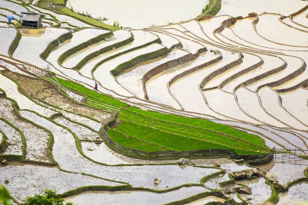 Красота Рисовых Террас Горном Регионе Северный Вьетнам Сезон Полива — стоковое фото