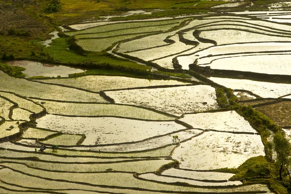 Schoonheid Van Rijst Terrassen Een Bergachtige Regio Noord Vietnam Drenken — Stockfoto