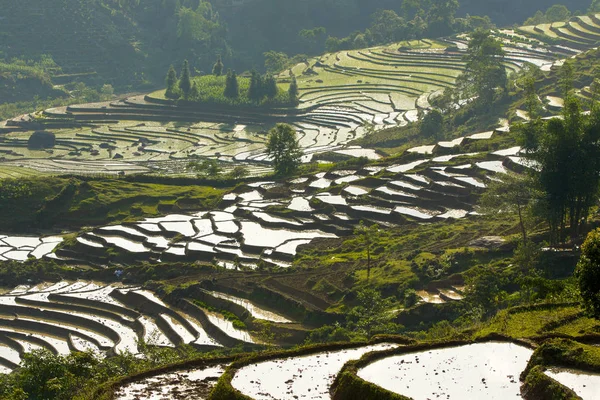 Beauty Rice Terraces Mountainous Region Northern Vietnam Watering Season — ストック写真