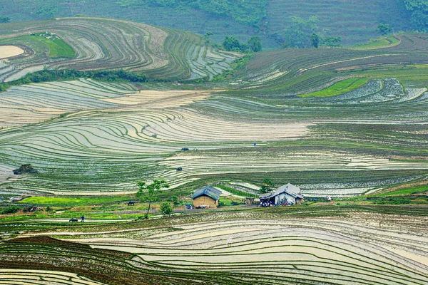 Beauty Rice Terraces Mountainous Region Northern Vietnam Watering Season — Stock Photo, Image