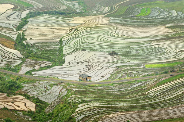 Красота Рисовых Террас Горном Регионе Северный Вьетнам Сезон Полива — стоковое фото