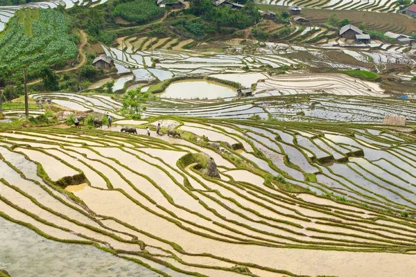 Belleza Terrazas Arroz Una Región Montañosa Vietnam Del Norte Temporada — Foto de Stock