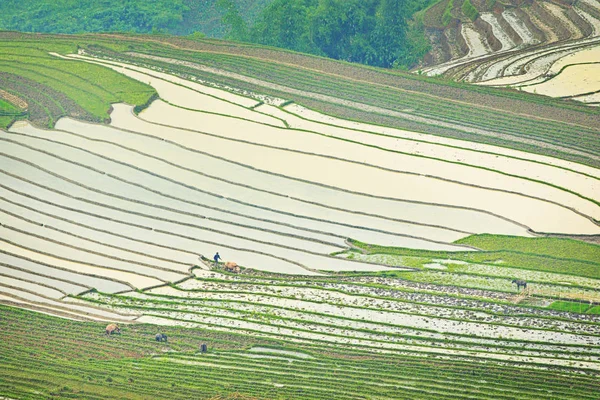 Krása Rýžových Teras Hornaté Oblasti Severní Vietnam Období Zalévání — Stock fotografie