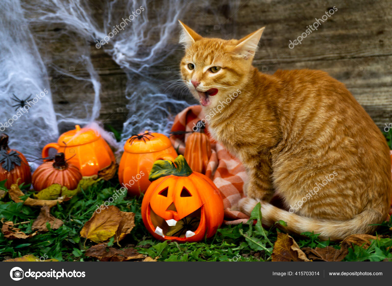 Halloween Concept Une Celebration Automne Chat Rouge Vacances Automne Halloween Image Libre De Droit Par Mashaushakova Rambler Ru C Halloween Concept Une Celebration Automne Chat Rouge Vacances Automne Halloween Image Libre De Droit Par Mashaushakova Rambler Ru C