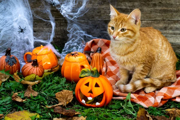 Halloween Concepto Una Celebración Otoño Gato Rojo Vacaciones Otoño Halloween —  Fotos de Stock