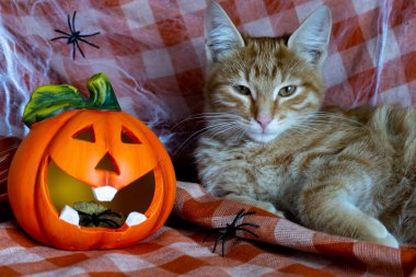 Cadılar Bayramı. Sonbahar kutlaması konsepti. Kızıl kedi. Sonbahar bayramı Cadılar Bayramı. Komik balkabağı kafa. Mutlu Cadılar Bayramı. Cadılar Bayramı kedisi.