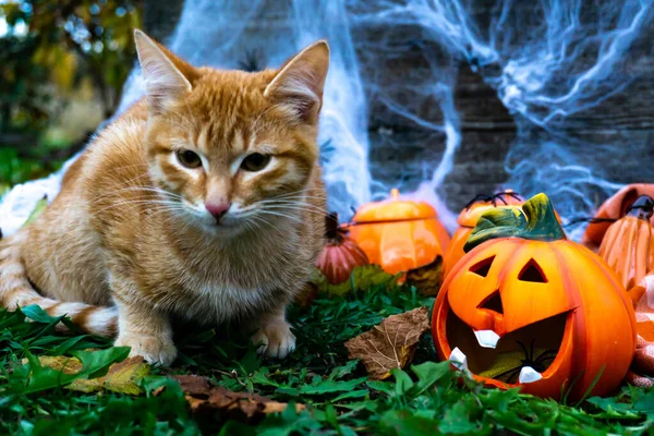 Halloween Concepto Una Celebración Otoño Gato Rojo Vacaciones Otoño Halloween —  Fotos de Stock