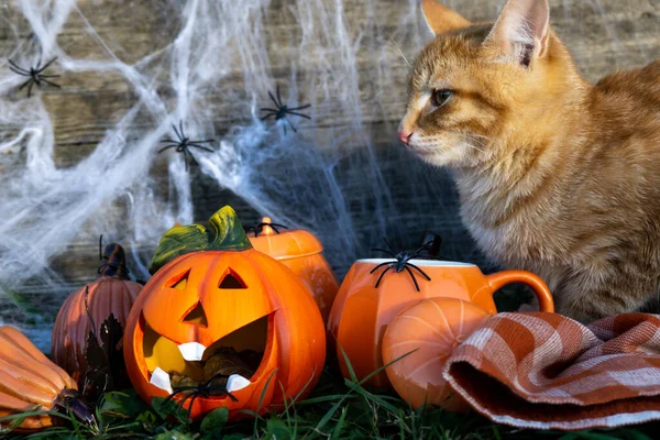 Halloween Concepto Una Celebración Otoño Gato Rojo Vacaciones Otoño Halloween —  Fotos de Stock