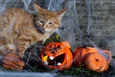 Cadılar Bayramı. Sonbahar kutlaması konsepti. Mutlu Cadılar Bayramı. Örümcek ağı, örümcekler ve turuncu kedi. Sonbahar bayramı Cadılar Bayramı. 