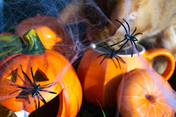 Halloween Concepto Una Celebración Otoño Feliz Halloween Telaraña Arañas Gato —  Fotos de Stock