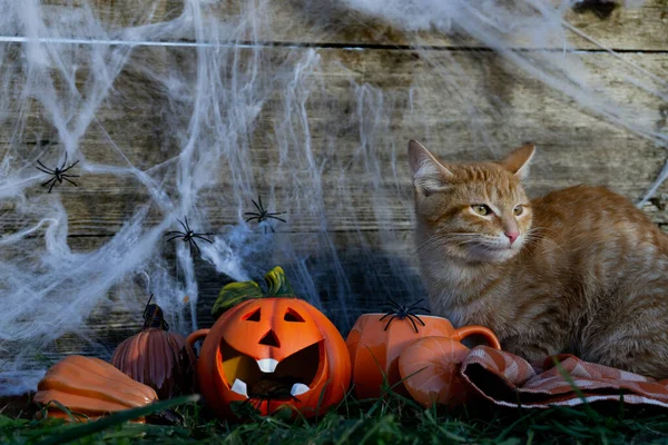 Halloween Concepto Una Celebración Otoño Feliz Halloween Telaraña Arañas Gato —  Fotos de Stock