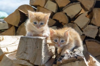 İki sevimli kırmızı kedi yavrusu tahtada oturuyor. Şirin kedi yavruları. Kartpostallar, takvimler, kapaklar..