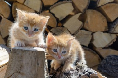 İki sevimli kırmızı kedi yavrusu tahtada oturuyor. Şirin kedi yavruları. Kartpostallar, takvimler, kapaklar..