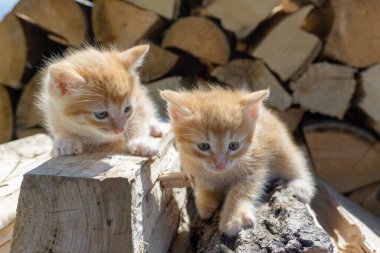 İki sevimli kırmızı kedi yavrusu tahtada oturuyor. Şirin kedi yavruları. Kartpostallar, takvimler, kapaklar..