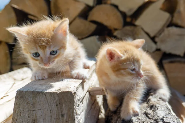 Two Adorable Red Kittens Sitting Wood Cute Pets Kittens Postcards — Stock Photo, Image