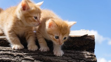 Mavi gökyüzüne karşı iki sevimli kırmızı kedi yavrusu. Tatlı Evcil Hayvanlar. Posta kartı, takvim, kapak.