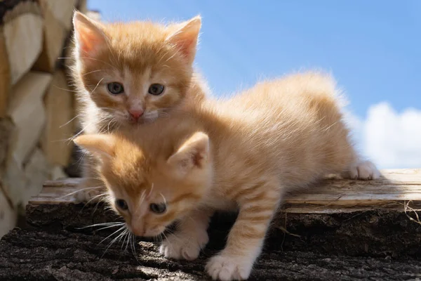 Two Adorable Red Kittens Blue Sky Cute Pets Postcard Calendar — Stock Photo, Image