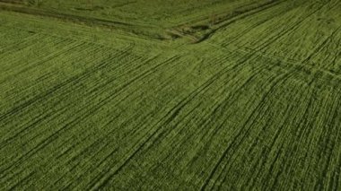 St. Petersburg 'un banliyölerindeki tarlaların üzerinden uçacağız.