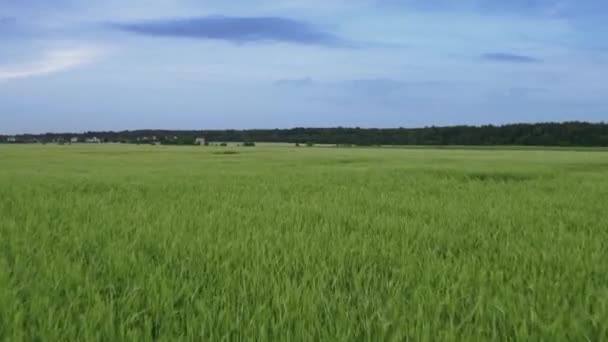 Vuelo sobre los campos en los suburbios de San Petersburgo 9 — Vídeos de Stock