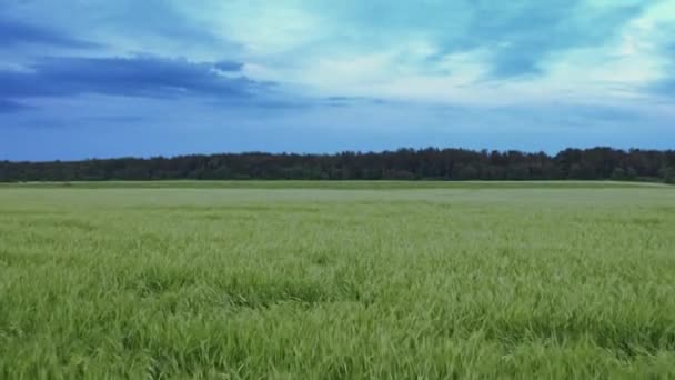 Vuelo sobre los campos en los suburbios de San Petersburgo 23 — Vídeos de Stock