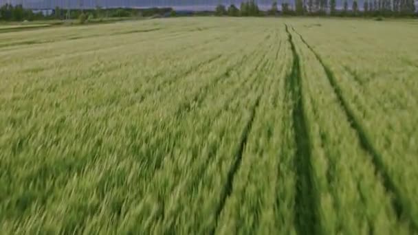 Volo sui campi nei sobborghi di San Pietroburgo 4 — Video Stock