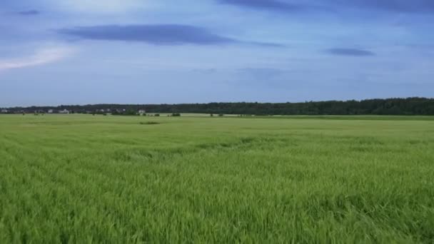 Flyg över fälten i S:t Petersburgs förort 11 — Stockvideo