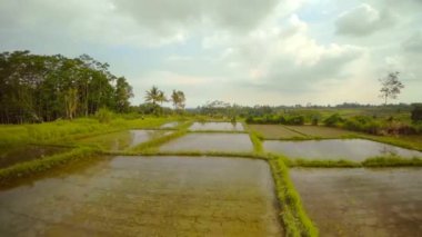 Hint Okyanusu 'ndaki Bali adasındaki pirinç tarlaları.