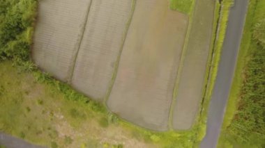 Hint Okyanusu 10 'daki Bali adasındaki pirinç tarlaları