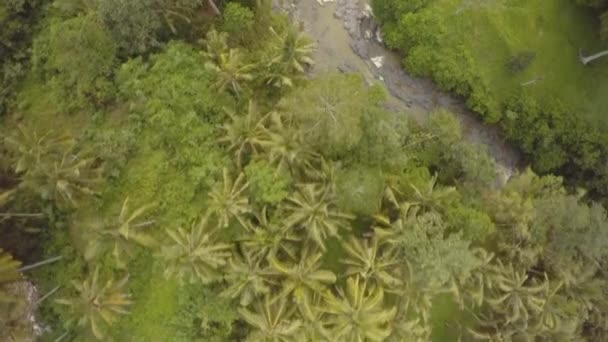 Vista aérea de palmeras y río de montaña en la isla de Bali en el Océano Índico1 — Vídeos de Stock