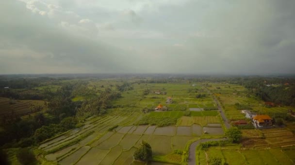 Reisfelder auf der Insel Bali im Indischen Ozean 6 — Stockvideo