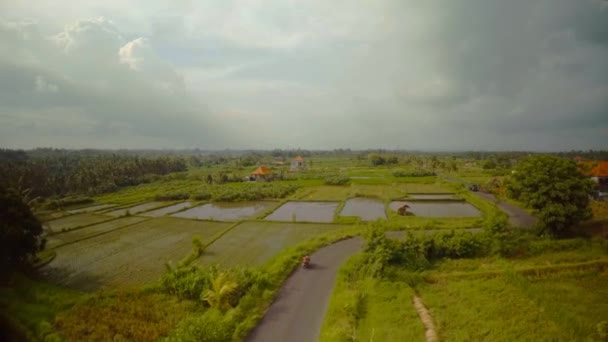 Reisfelder auf der Insel Bali im Indischen Ozean 2 — Stockvideo