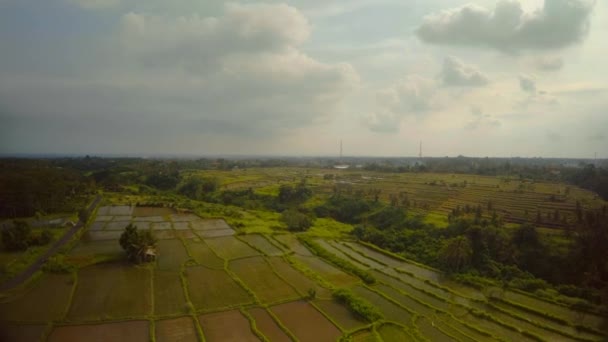 Reisfelder auf der Insel Bali im Indischen Ozean 3 — Stockvideo