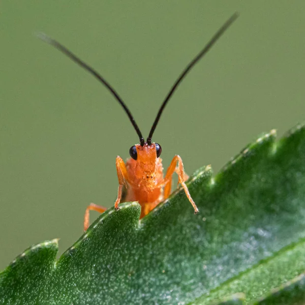 Makro Orangefarbener Farbe Ichneumon Wespengesicht Lugt Aus Einem Grünen Blatt — Stockfoto
