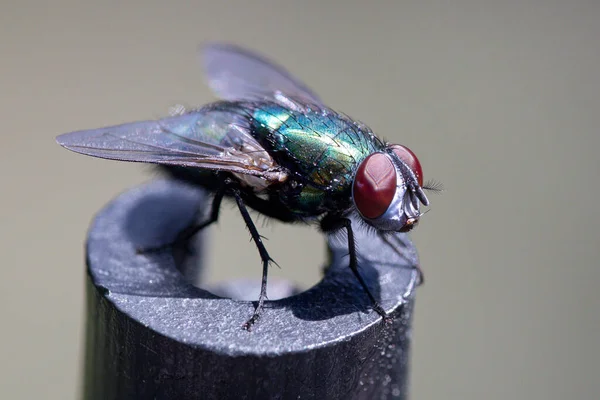 Macro photo of shiny blue green fly with red compound eyes