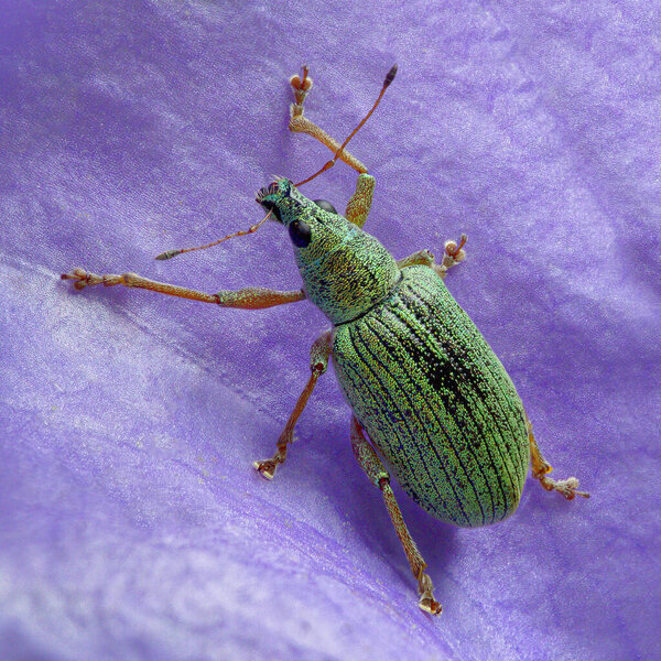 Макро вид сверху на зеленый лист долгоносика на фиолетовом голубом лепестке колокольчика