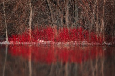 Doğanın ilkbahar öpücük şekli Red Dogwood 'dan ve sudaki yansımasından