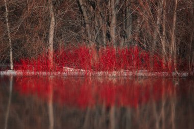 Nature's springtime kiss shape from Red Dogwood and reflection in water clipart
