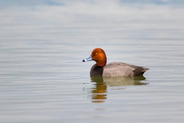 Großaufnahme Einer Rotschopf Ente Auf Dem Wasser Mit Nebel Dahinter — Stockfoto